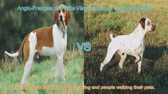 Video thumbnail for Comparing Anglo-Français de Petite Vénerie and Braque du Bourbonnais: A Comprehensive Guide