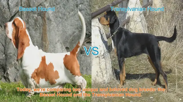 Video thumbnail for Basset Hound vs. Transylvanian Hound: A Comparison Guide