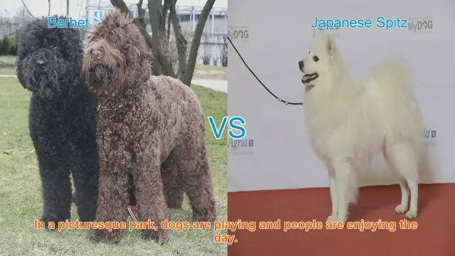 Video thumbnail for Barbet vs. Japanese Spitz: A Comparison of Two Charming Dog Breeds