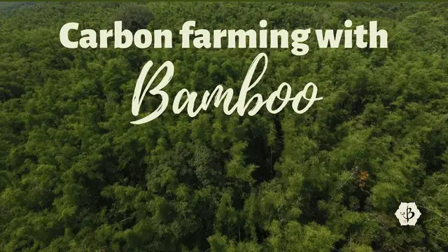 'Video thumbnail for Carbon Farming with Bamboo'