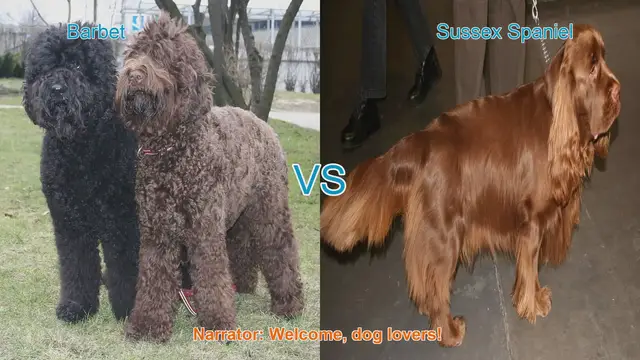 Video thumbnail for Barbet vs. Sussex Spaniel: A Comparison of Charming Long-Hair Dog Breeds