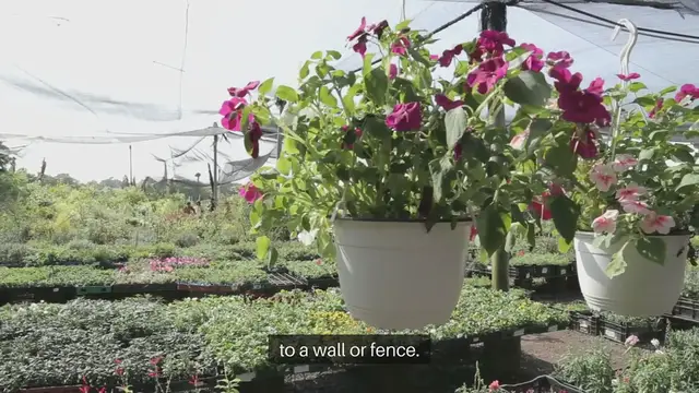 Video thumbnail for Vertical Garden Planting Tips