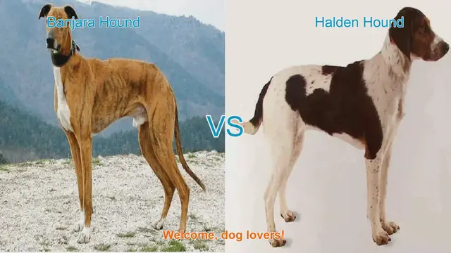 Video thumbnail for Banjara Hound vs. Halden Hound: A Comparison of Unique Dog Breeds