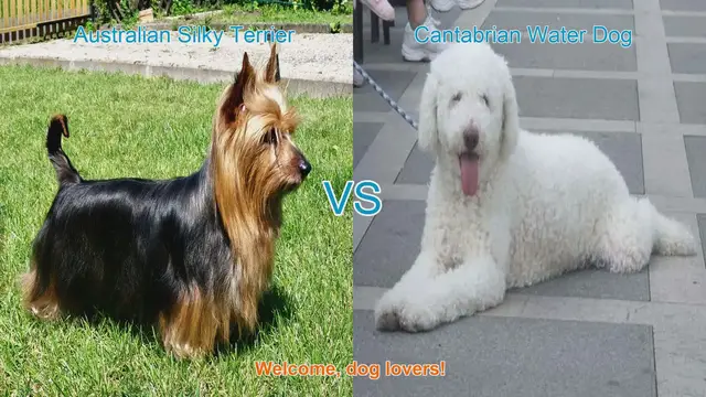 Video thumbnail for Comparing Australian Silky Terrier and Cantabrian Water Dog: Origins, Appearance, and Temperament