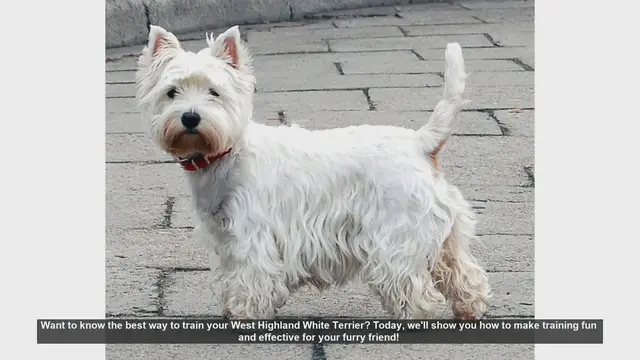 Video thumbnail for Top Tips for Training Your West Highland White Terrier