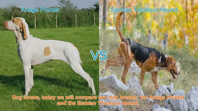 Video thumbnail for Ariège Pointer vs. Serbian Tricolour Hound: A Comparison of Two Hunting Dog Breeds