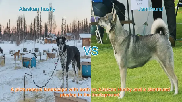 Video thumbnail for Alaskan Husky vs. Jämthund: A Detailed Breed Comparison