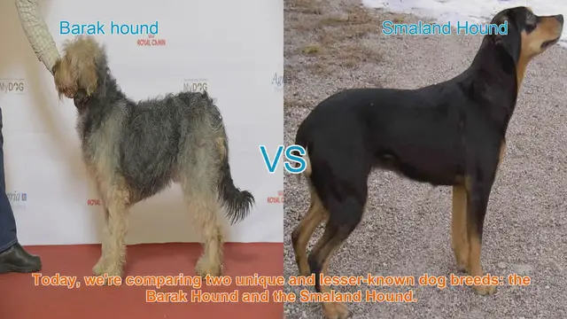 Video thumbnail for Barak Hound vs. Smaland Hound: A Comparative Guide for Dog Lovers
