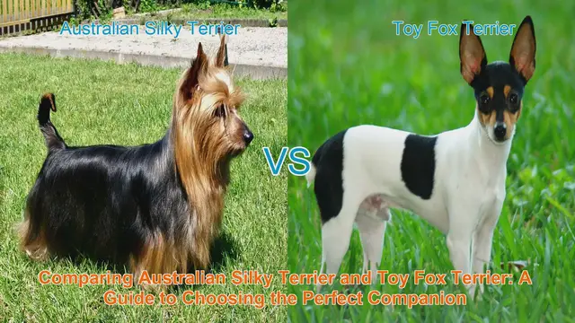 Video thumbnail for Comparing Australian Silky Terrier and Toy Fox Terrier: A Guide to Choosing the Perfect Companion