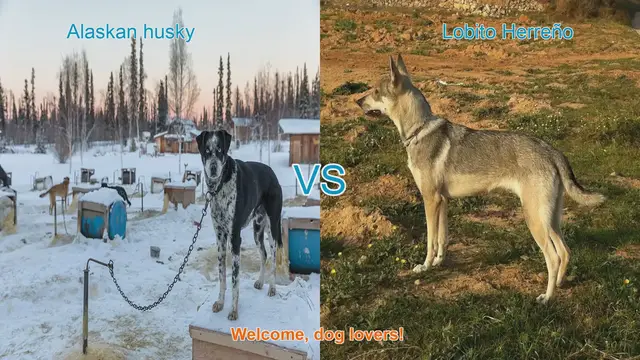 Video thumbnail for Alaskan Husky vs. Lobito Herreño: A Comparative Guide for Dog Lovers