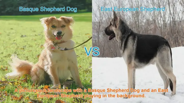Video thumbnail for Basque Shepherd Dog vs. East European Shepherd: A Comparative Guide