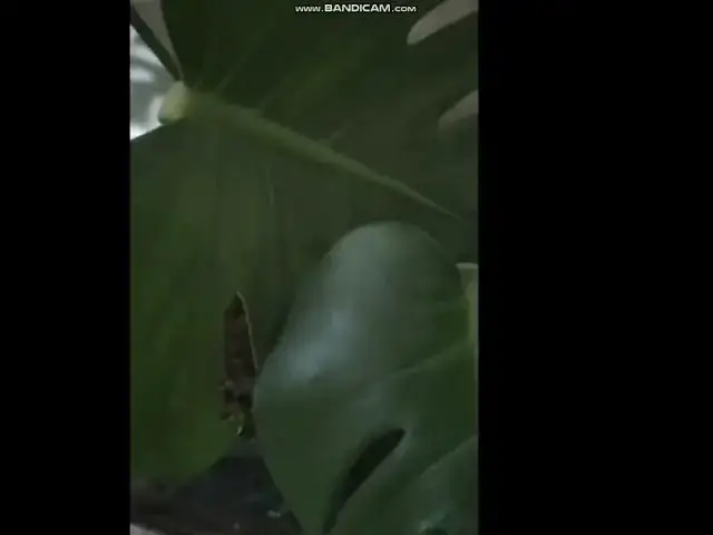 'Video thumbnail for how to fix black spots on monstera'