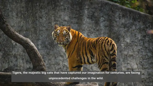 Video thumbnail for 10 Major Threats to Tiger Habitats: A Conservation Alert