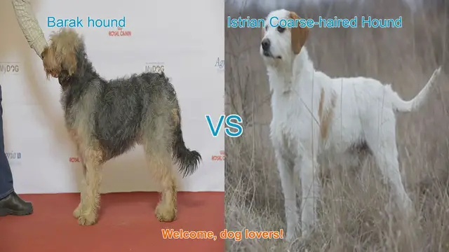 Video thumbnail for Barak Hound vs. Istrian Coarse-haired Hound: A Comparative Guide