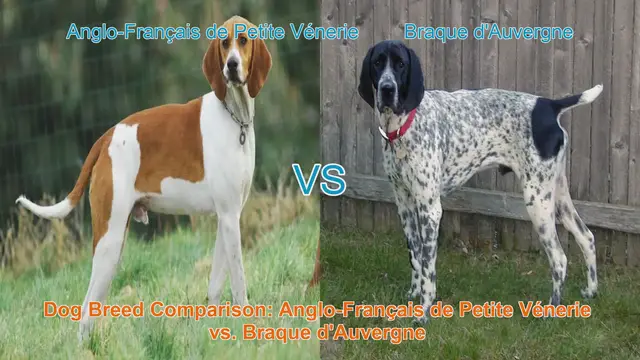 Video thumbnail for Dog Breed Comparison: Anglo-Français de Petite Vénerie vs. Braque d'Auvergne