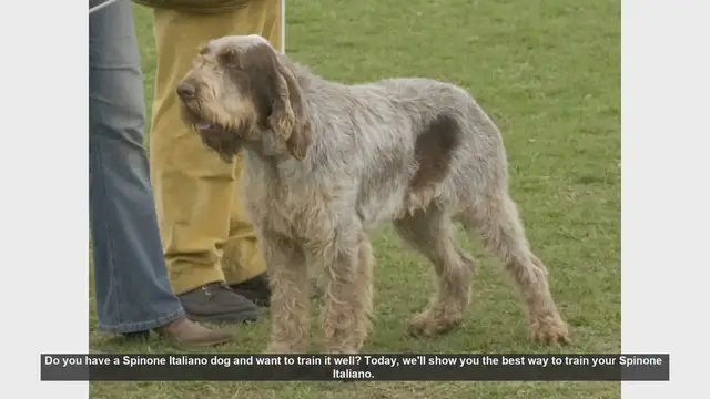 Video thumbnail for How to Train Your Spinone Italiano: Tips for a Happy, Well-Behaved Dog