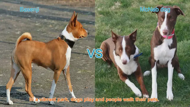 Video thumbnail for Basenji vs. McNab: A Comparison of Two Unique Dog Breeds
