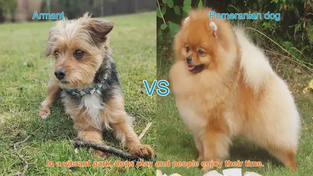 Video thumbnail for Armant vs. Pomeranian: A Breed Comparison