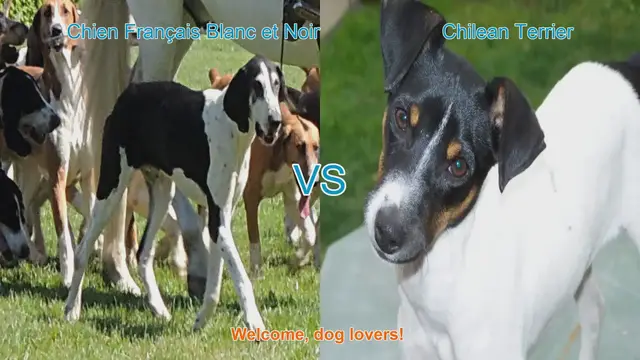 Video thumbnail for Dog Breed Comparison: Chien Français Blanc et Noir vs. Chilean Terrier