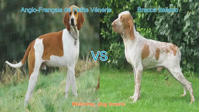 Video thumbnail for Dog Breed Comparison: Anglo-Français de Petite Vénerie vs. Bracco Italiano