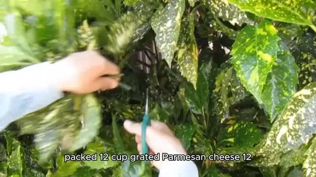 Video thumbnail for Pesto recipe