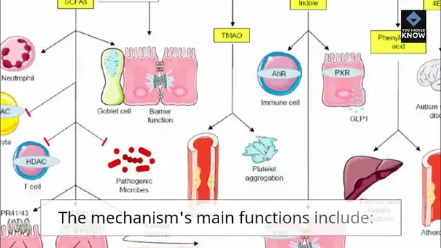 Video thumbnail for The Antikythera Mechanism Ancient Greece&Astronomical Computer