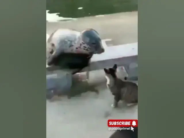 Video thumbnail for Michi the boss #humor #memes