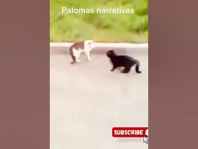 Video thumbnail for Palomas Narrativas