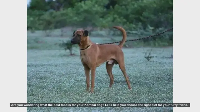 Video thumbnail for Best Diet Tips for Your Kombai Dog