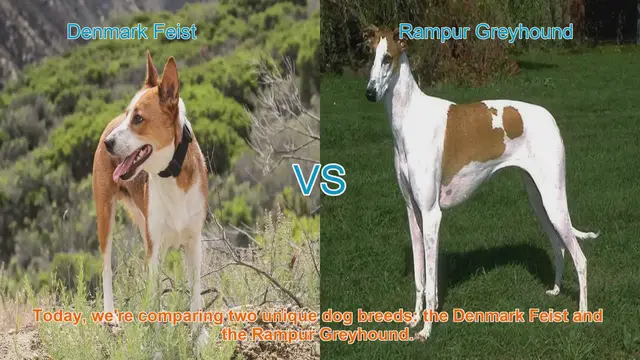 Video thumbnail for Dog Breed Showdown: Denmark Feist vs. Rampur Greyhound