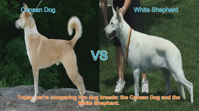 Video thumbnail for Canaan Dog vs. White Shepherd: A Comprehensive Comparison