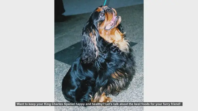 Video thumbnail for Top Foods to Keep Your King Charles Spaniel Happy and Healthy