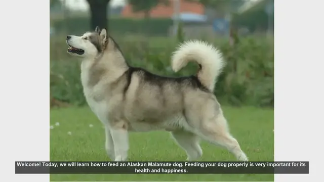 Video thumbnail for How to Properly Feed Your Alaskan Malamute: Essential Tips