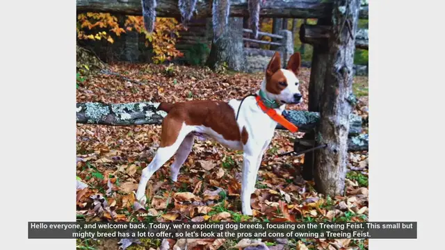 Video thumbnail for Treeing Feist: Pros and Cons of This Energetic Hunting Dog