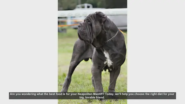 Video thumbnail for Best Food for Your Neapolitan Mastiff: A Complete Guide