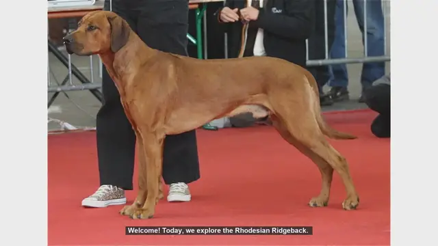 Video thumbnail for Top 10 Fascinating Facts About the Rhodesian Ridgeback