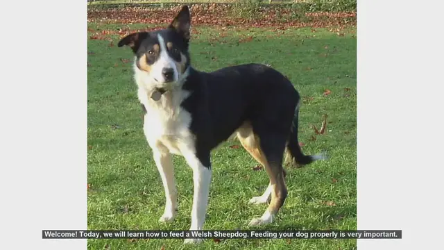 Video thumbnail for How to Properly Feed Your Welsh Sheepdog