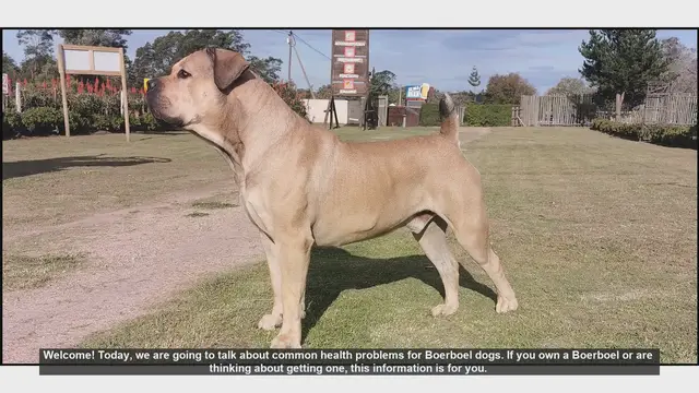 Video thumbnail for Common Health Problems in Boerboel Dogs: What You Need to Know