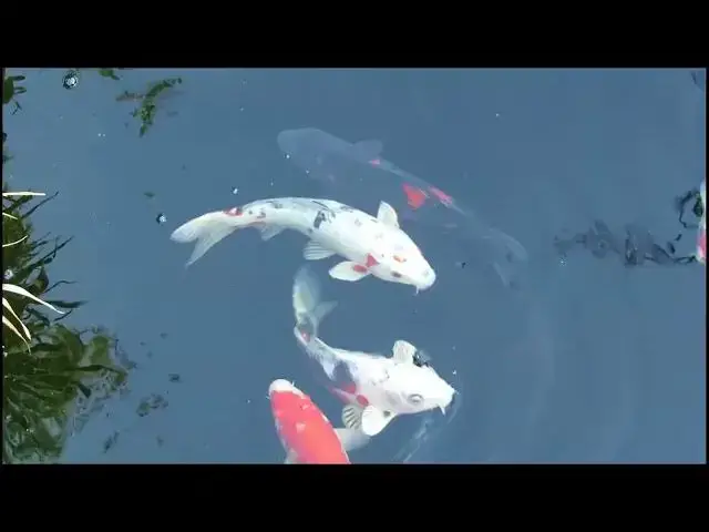 Video thumbnail for Koi Fish in Japanese Proverbs: Symbols of Strength and Wisdom