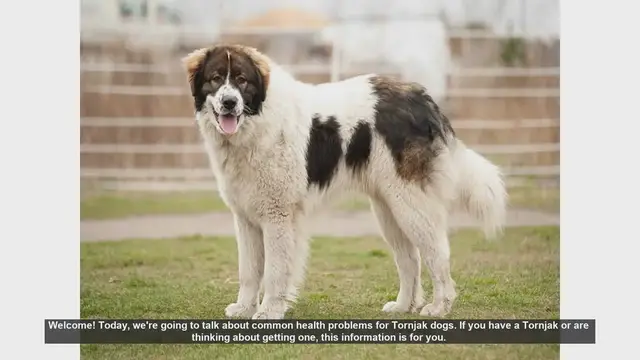 Video thumbnail for Common Health Problems in Tornjak Dogs: What You Need to Know