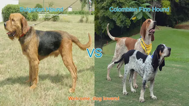 Video thumbnail for Bulgarian Hound vs. Colombian Fino Hound: A Comparative Guide
