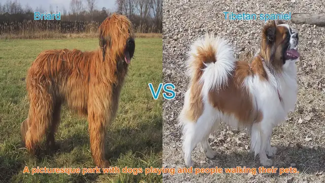 Video thumbnail for Briard vs. Tibetan Spaniel: A Comparison of Long-Haired Dog Breeds