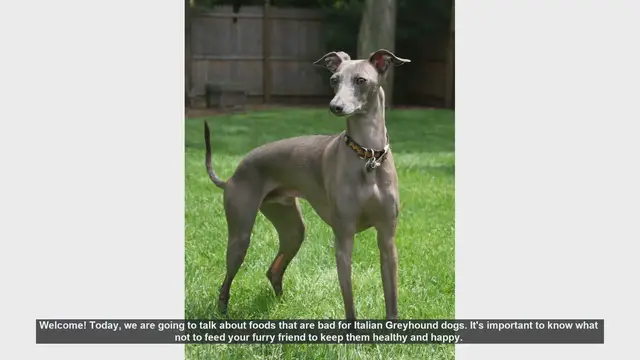 Video thumbnail for Foods to Avoid for Your Italian Greyhound: Keep Your Dog Safe and Healthy