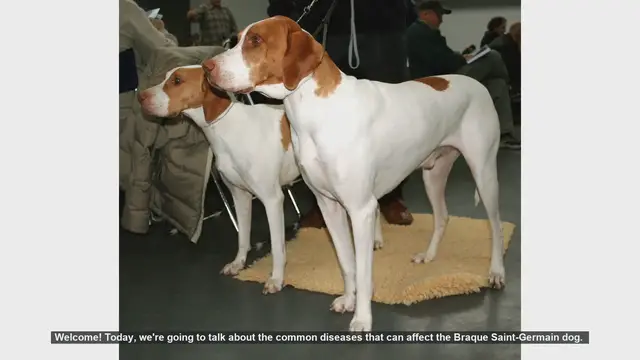 Video thumbnail for Common Health Issues in Braque Saint-Germain Dogs