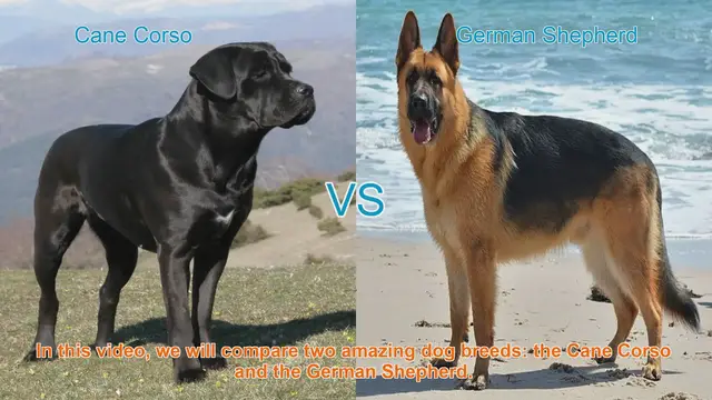 Video thumbnail for Cane Corso vs. German Shepherd: A Comprehensive Comparison