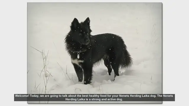 Video thumbnail for Best Healthy Food for Your Nenets Herding Laika Dog