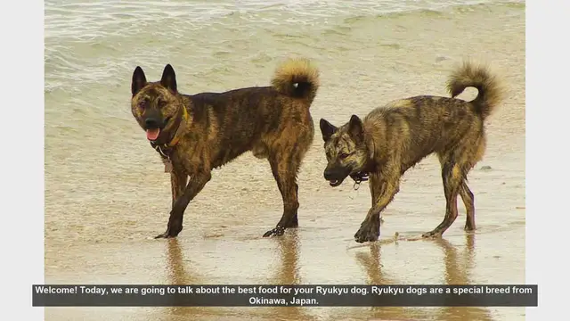 Video thumbnail for Best Food for Your Ryukyu Dog: Tips for a Healthy Diet