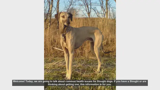 Video thumbnail for Common Health Issues in Sloughi Dogs: What You Need to Know