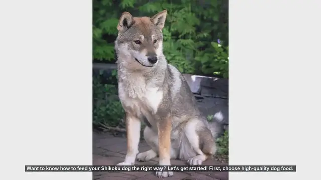 Video thumbnail for How to Properly Feed Your Shikoku Dog