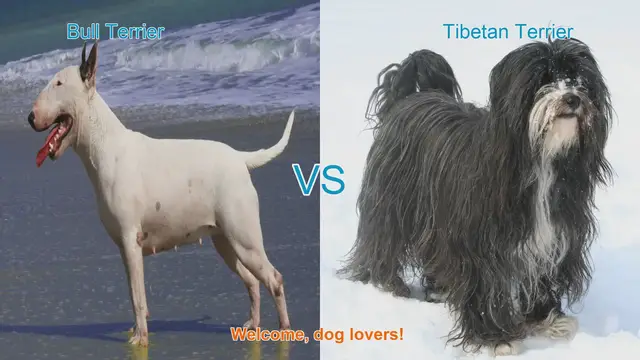 Video thumbnail for Bull Terrier vs. Tibetan Terrier: A Comparison of Two Beloved Breeds